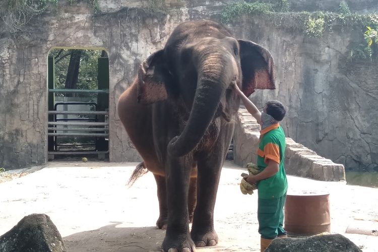 petugas sedang memberi makan satwa gajah saat simulasi pembukaan Taman Margasatwa Ragunan, Kamis (11/6/2020)
