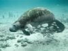 Lebih dari 800 Dugong Mati di Florida Tahun Ini, Rekor Tertinggi Sepanjang Sejarah