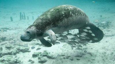 Dugong Mati di Florida