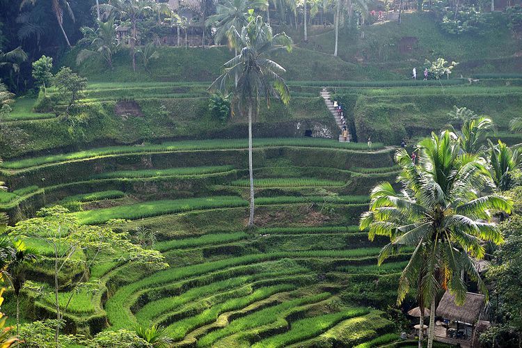 Sawah terasiring di Tegalalang, Kabupaten Gianyar, Bali, satu wilayah dengan Ubud. Gambar diambil pada 15 April 2018.