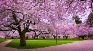 10 Taman Sakura Kebun Raya Cibodas