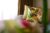 Luxury 1 BR Suite #FR10 – Bali – Indonesia