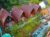 The Peace Artha Bungalow – Bali – Indonesia
