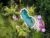 Swasti Eco Cottages – Bali – Indonesia