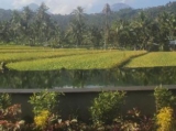 Amartya Puri Green Cottages – Bali – Indonesia