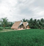 Beautiful Panoramic Rice Field – Segitiga Haus – Bali – Indonesia