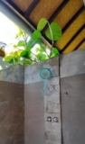 Tripang Guesthouse – Bali – Indonesia