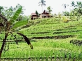 D’Ume Bendoel Homestay – Bali – Indonesia