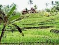 D’Ume Bendoel Homestay – Bali – Indonesia