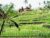 D’Ume Bendoel Homestay – Bali – Indonesia