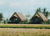 Cabin Benih – beautiful ricefield view! – Bali – Indonesia