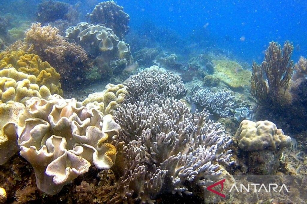 Derawan: Surga Bawah Laut yang Memesona