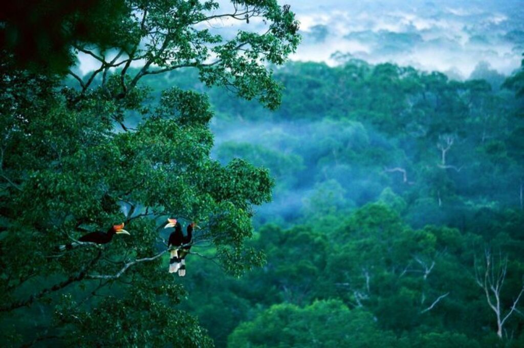 Hutan Hujan Kalimantan